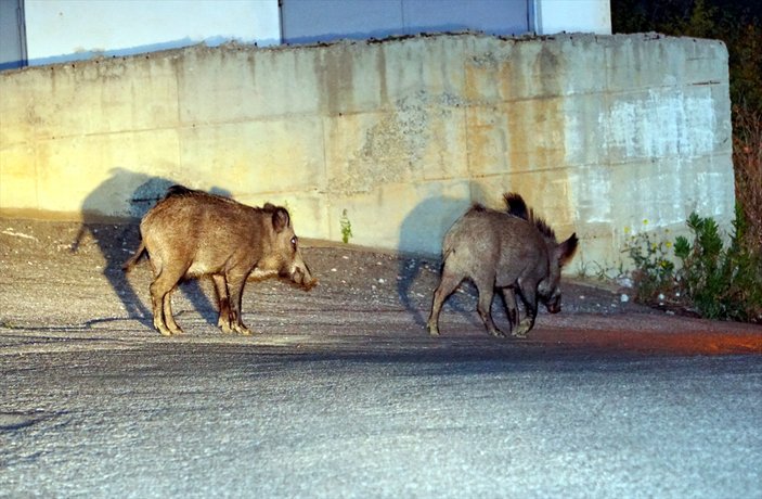 Bodrum'da domuzlar şehre indi
