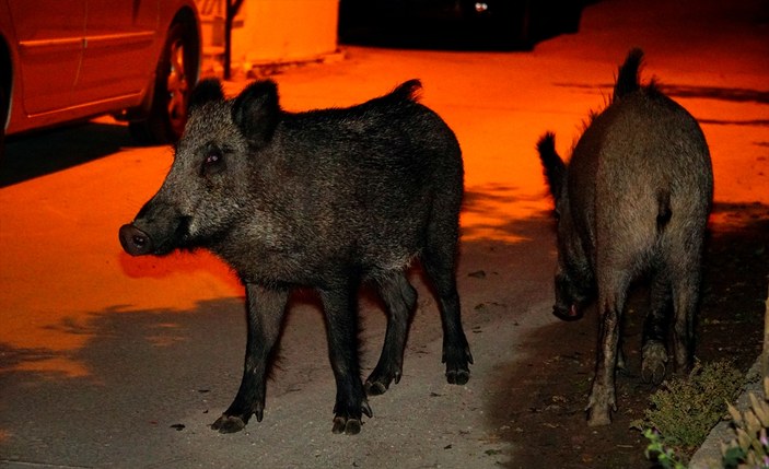 Bodrum'da domuzlar şehre indi