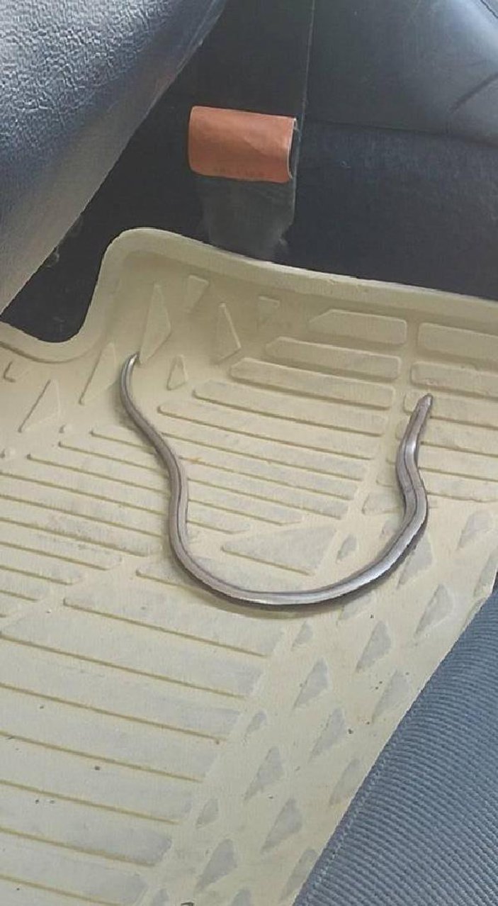 Arabanın emniyet kemeri makarasına yılan girdi