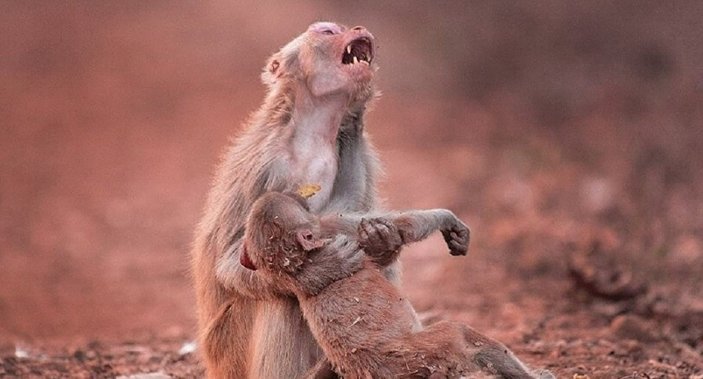 Anne maymun yavrusu için gözyaşı döktü