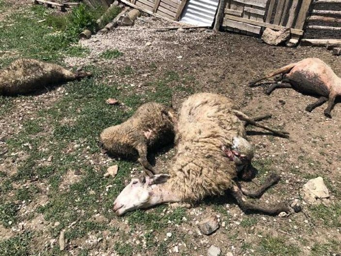 Sakarya'da kurtlar 14 koyunu telef etti