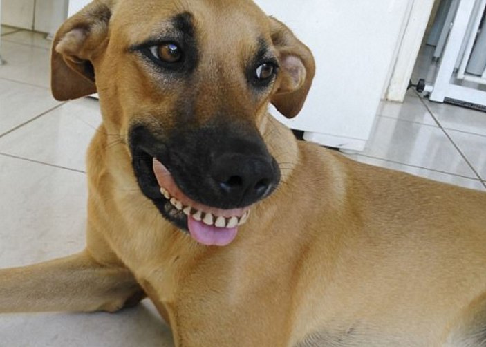 Brezilya'da köpek bahçesinde takma diş buldu
