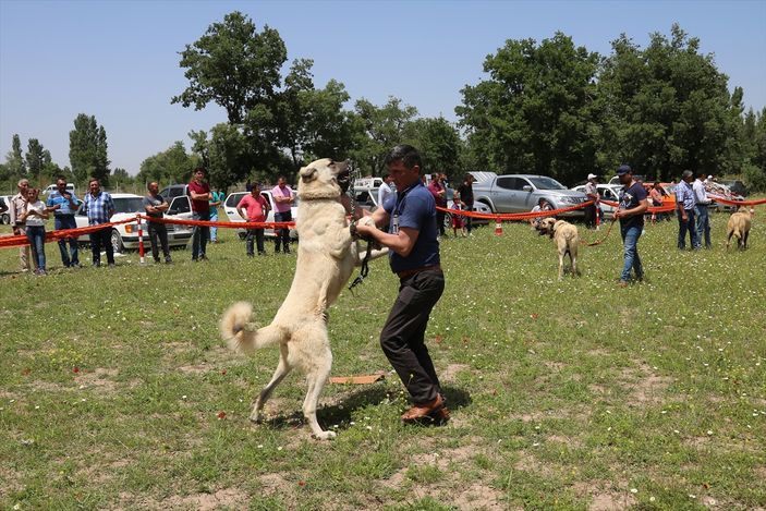 Denizli'de en güzel çoban köpeği seçildi