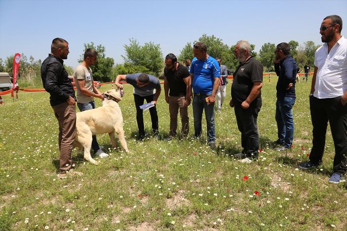Denizli'de en güzel çoban köpeği seçildi