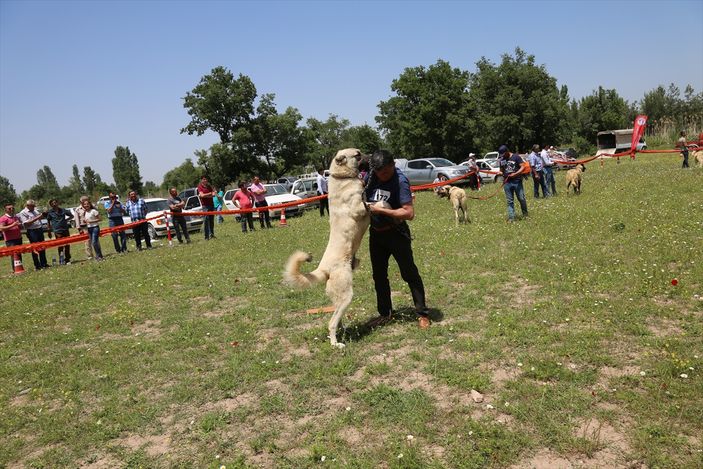 Denizli'de en güzel çoban köpeği seçildi
