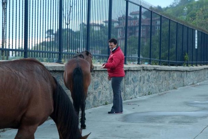 Sarıyer'de başıboş atlar caddeye indi