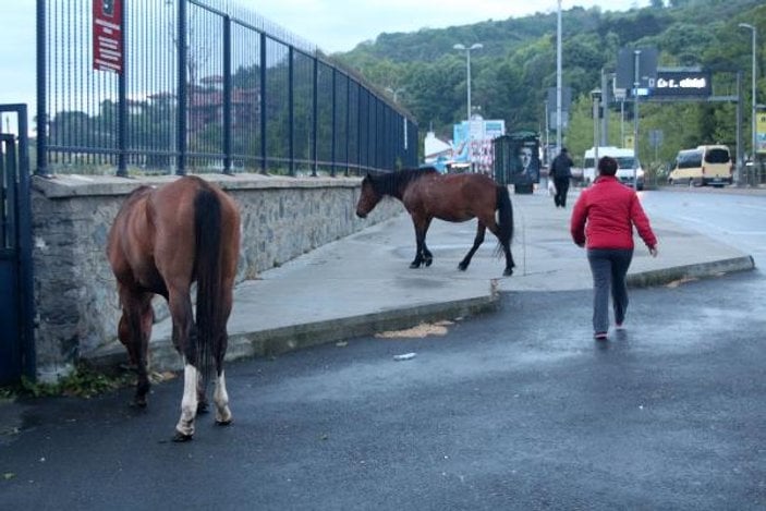 Sarıyer'de başıboş atlar caddeye indi