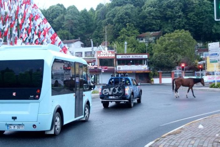 Sarıyer'de başıboş atlar caddeye indi