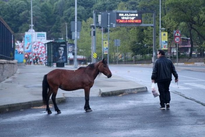 Sarıyer'de başıboş atlar caddeye indi