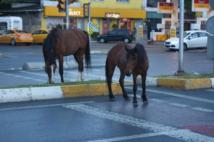 Sarıyer'de başıboş atlar caddeye indi