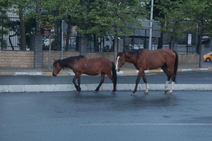 Sarıyer'de başıboş atlar caddeye indi