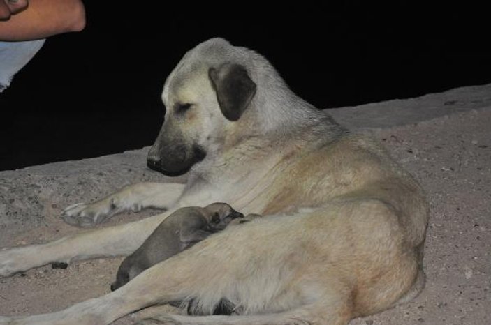 Rögarda mahsur kalan 5 köpek yavrusu 1 saatte kurtarıldı