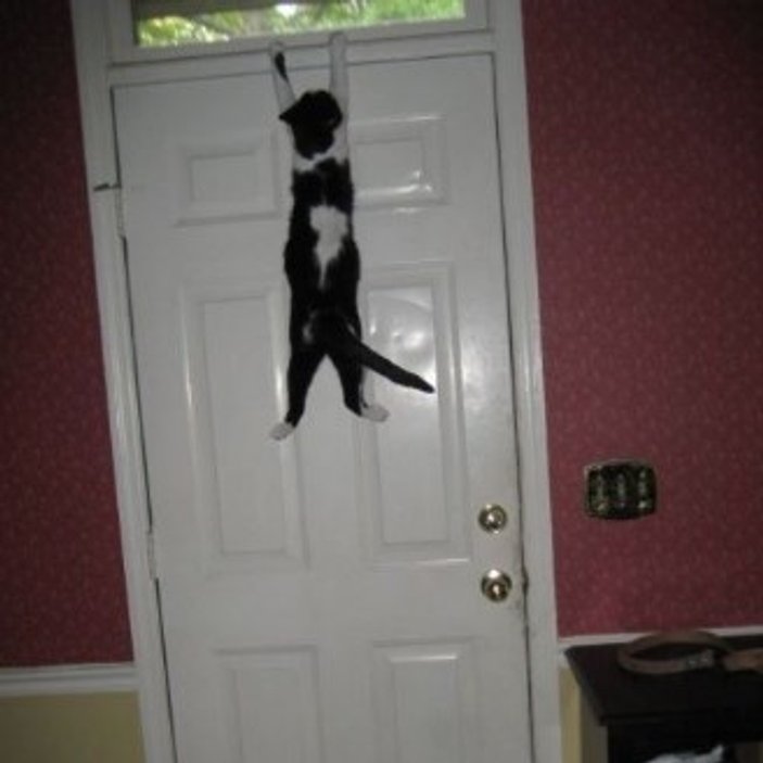Собака стучит в дверь. Дверь для кота.