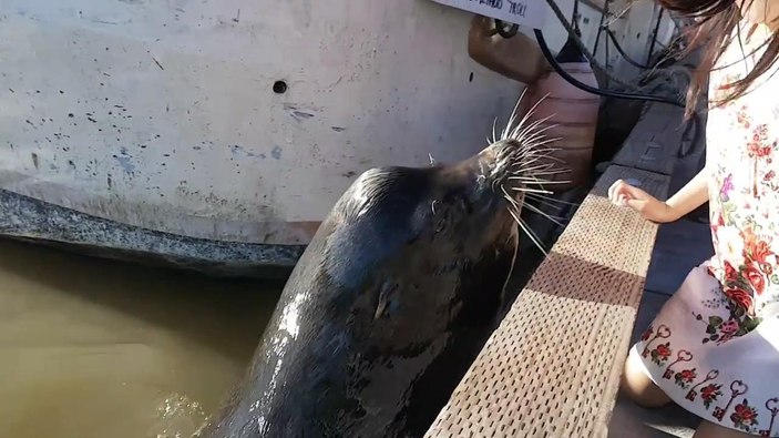 Deniz aslanı küçük kızı suya çekti