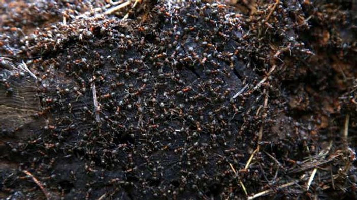 Çankaya Köşkü'nde kırmızı orman karıncaları