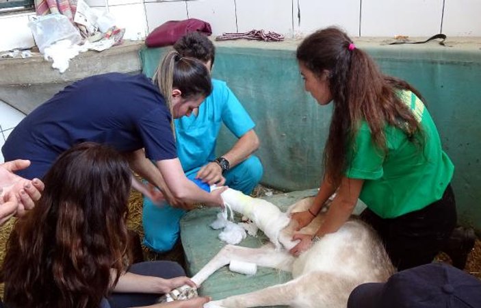 Yaralı geyik İstanbul Üniversitesi'nde tedavi ediliyor