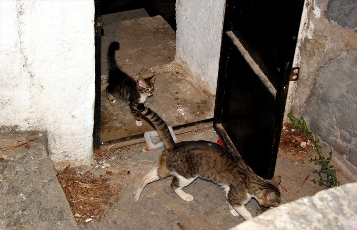 Bodrum'da sarnıca düşen yavru kedi kurtarıldı