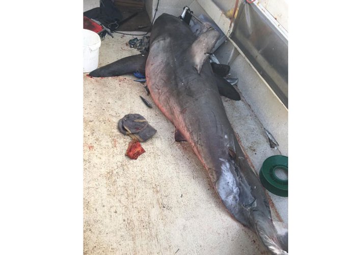 Avustralya'da köpek balığı tekneye atladı