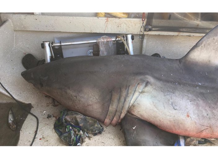 Avustralya'da köpek balığı tekneye atladı