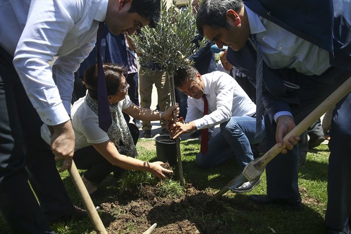 CHP'liler Meclis bahçesine zeytin fidanı dikti