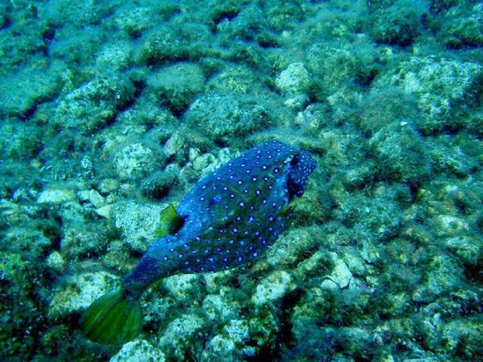 Antalya'da yeni bir tropik balık türüne rastlandı
