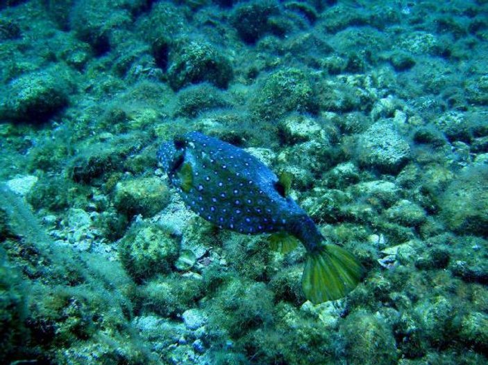 Antalya'da yeni bir tropik balık türüne rastlandı