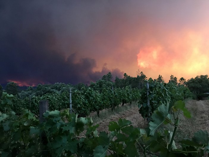 Portekiz'de orman yangını