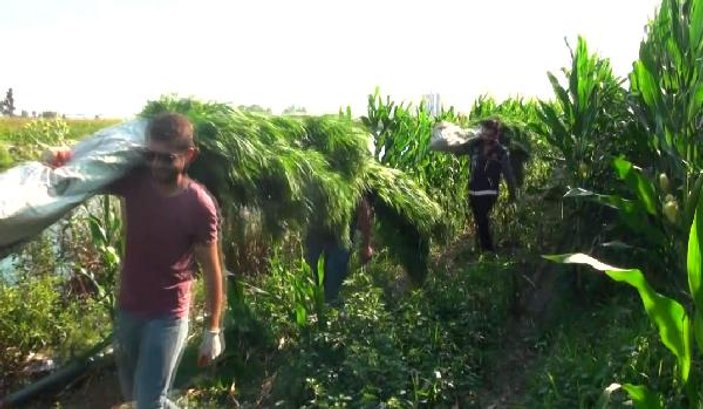 Polisler mısır tarlasındaki keneviri sırtlarında taşıdı