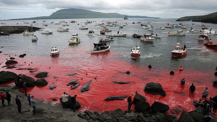 Danimarka'nın Faroe Adaları'nda bugün suda kan akıyor