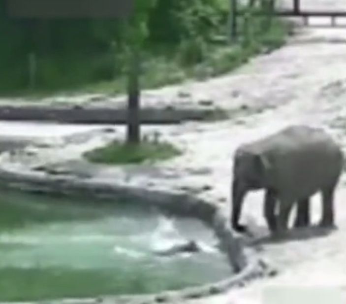 Gölete düşen yavru fili ailesi kurtardı