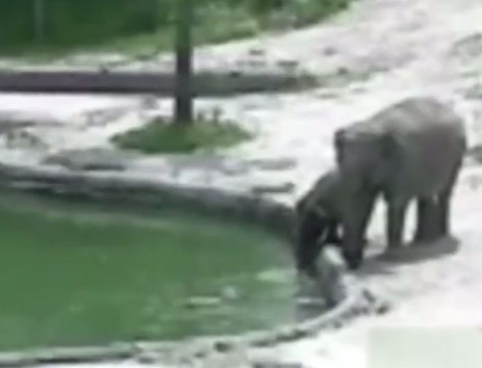 Gölete düşen yavru fili ailesi kurtardı