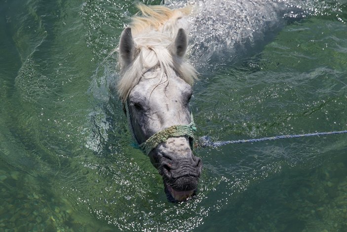 Sıcaktan bunalan atlar Fırat Nehri'nde yıkandı