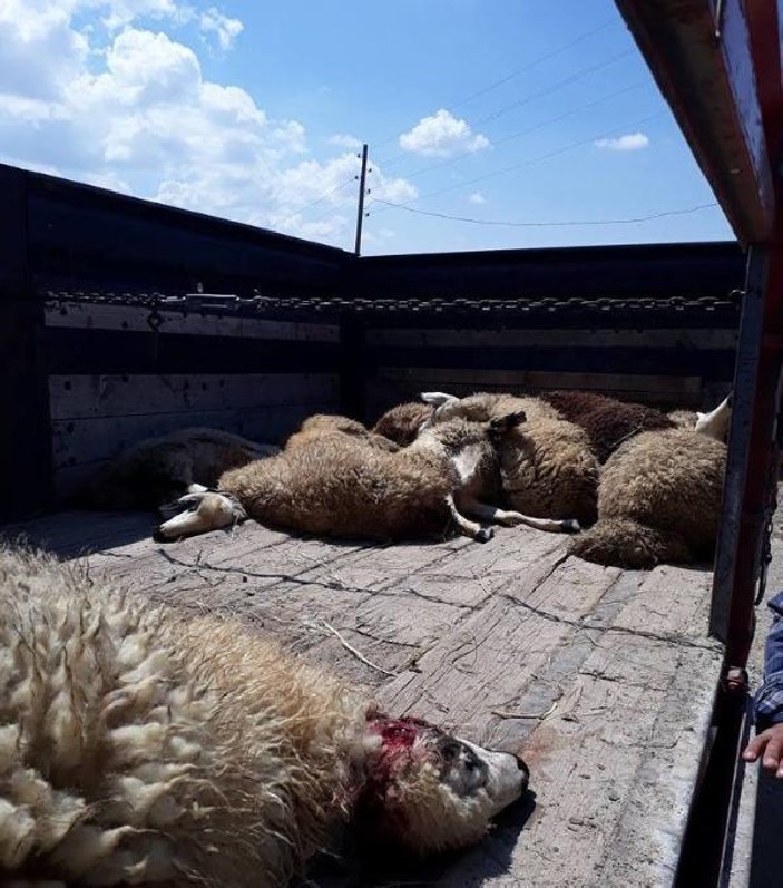 Ankara'da kurtlar 23 koyunu telef etti