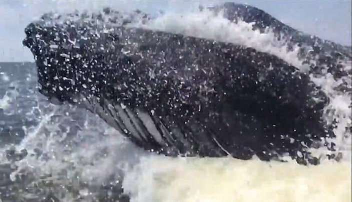 Aniden fırlayan balina balıkçıları korkuttu