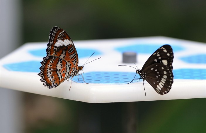 Birbirinden güzel kelebekler