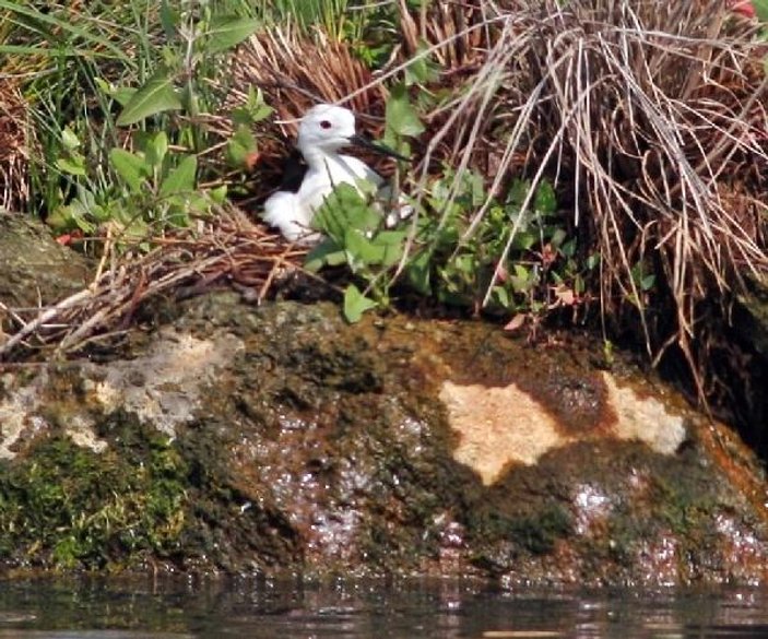 Yalova'daki Kuş Oteli’ne 2 yeni tür geldi