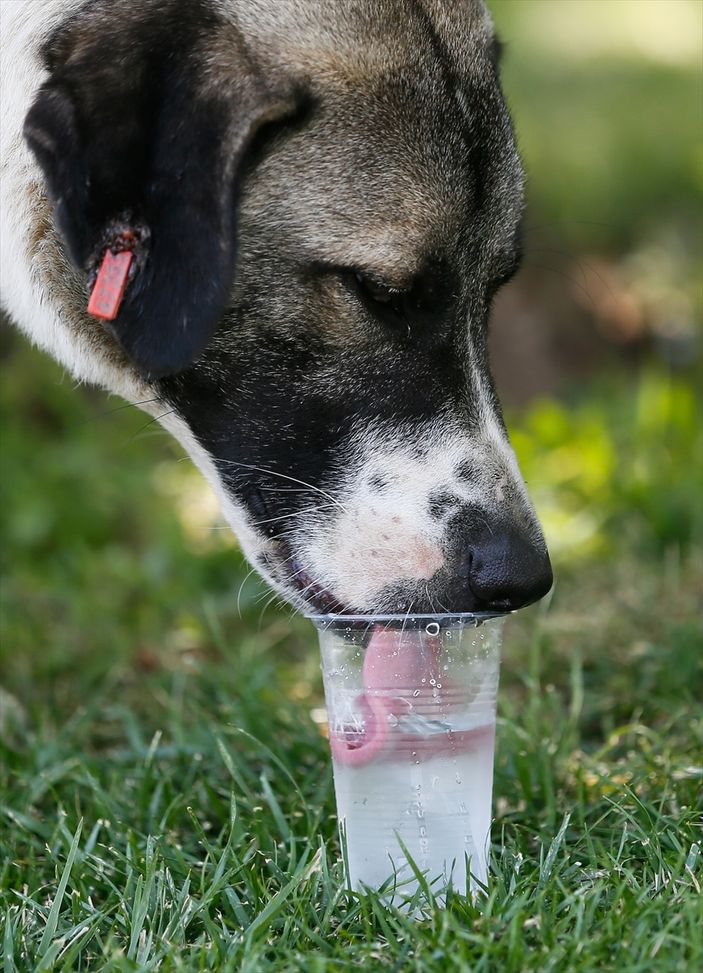 Sıcak havalarda hayvanları unutmayın