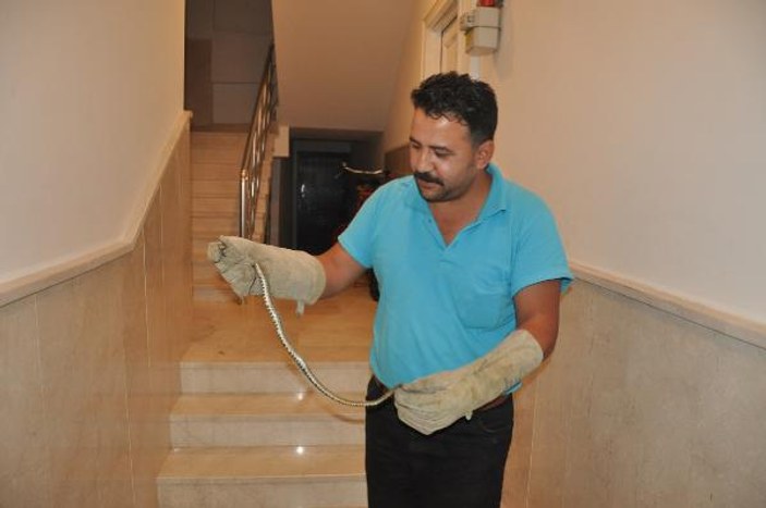 Bursa'da apartmana yılan girdi