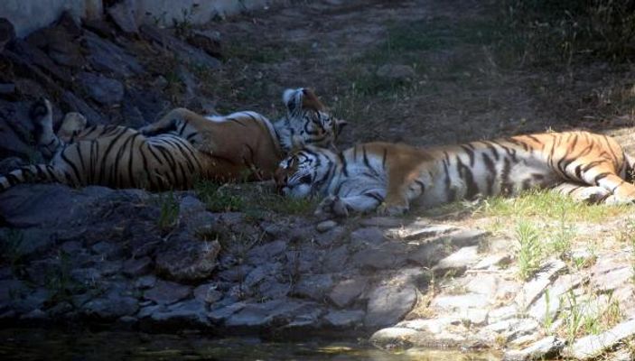 Sıcak, vahşi hayvanları da etkiledi