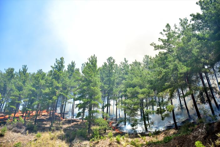 Alanya'da orman yangını