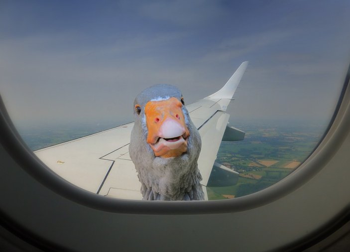 Pilot önünde uçan ördekleri kuleye bildirdi