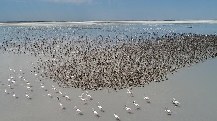 Tuz Gölü Anadolu'nun flamingo cenneti oldu