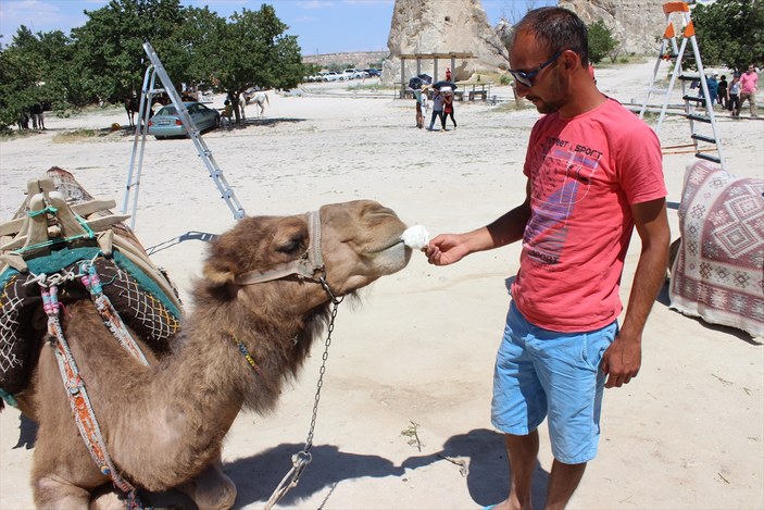 Kapadokya'da develeri dondurmayla serinletiyorlar