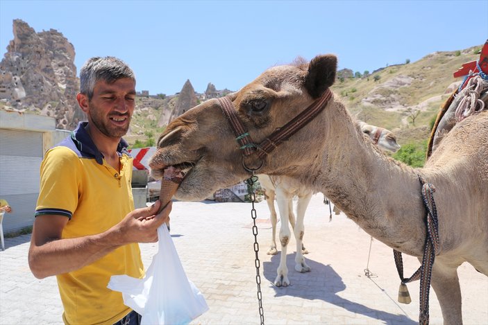 Kapadokya'da develeri dondurmayla serinletiyorlar