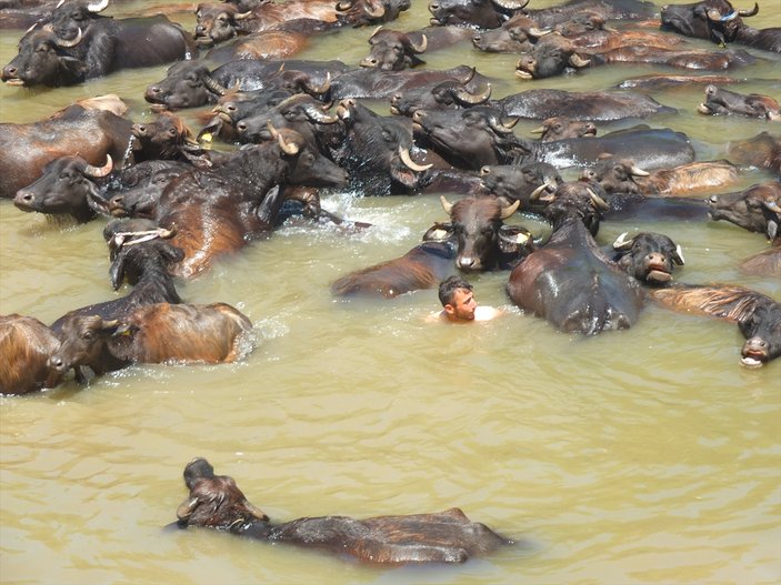 Sıcaktan bunalan hayvanlarını nehirde serinletiyorlar