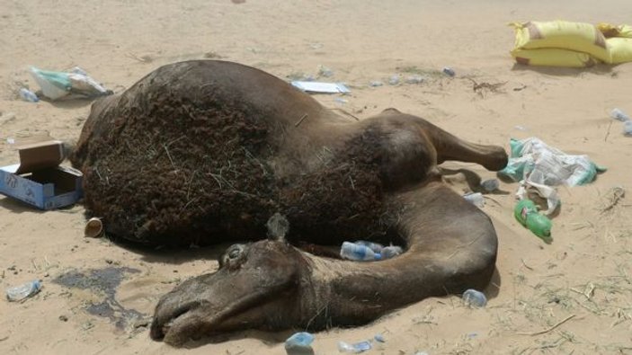 Katarlı çiftçilerin Suudi Arabistan'daki develeri telef oldu