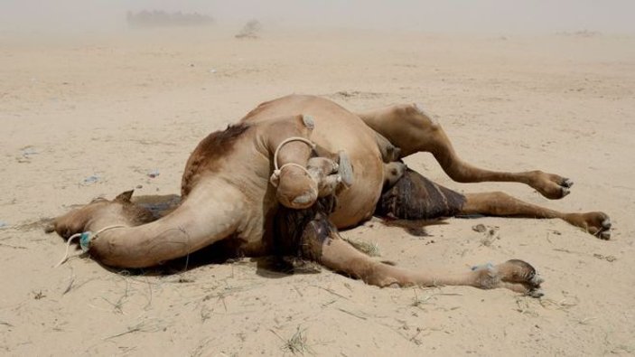 Katarlı çiftçilerin Suudi Arabistan'daki develeri telef oldu