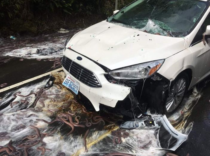 Yılan balığı yüklü kamyon otobanda devrildi