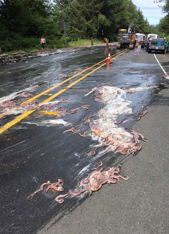 Yılan balığı yüklü kamyon otobanda devrildi