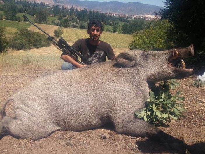 Lüksemburglular Tokat'ta dev yaban domuzu avladı